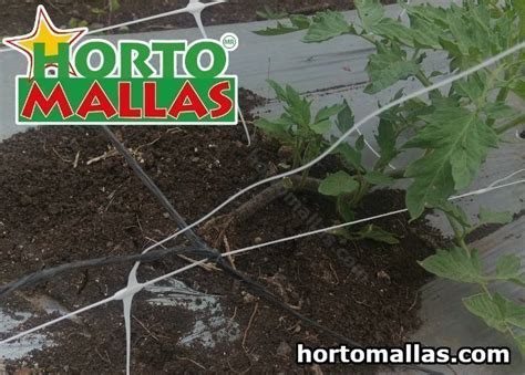 Tomato Trellis Hortomallas™ Supporting Your Crop