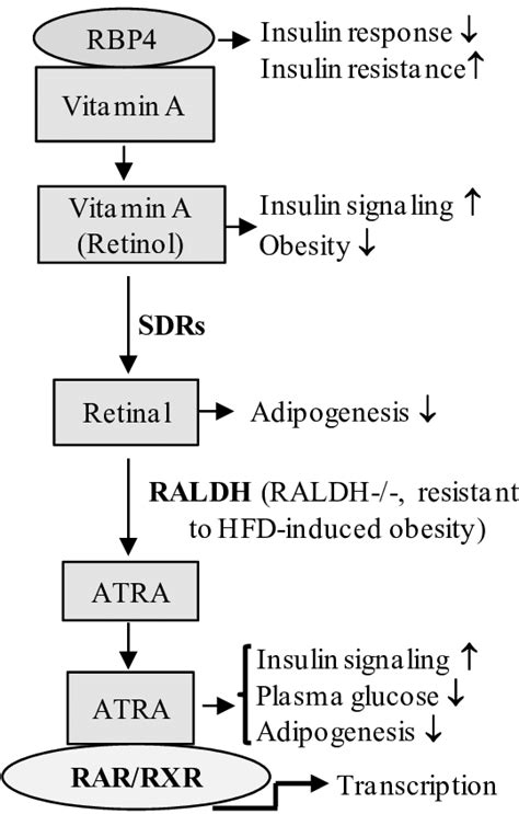retinoid mediated signaling in the regulation of glucose lipid download scientific diagram