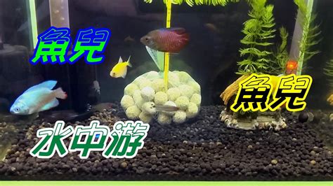 魚兒魚兒水中游 磚魚 麗麗魚 紅鼻剪刀 紅蓮燈 Youtube