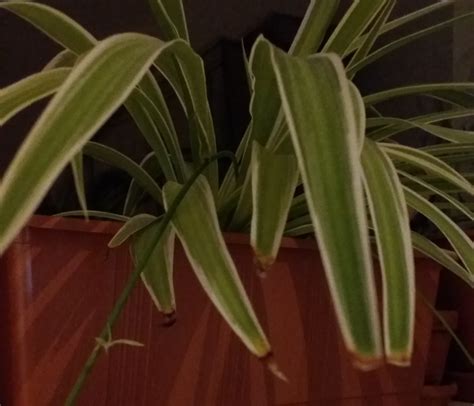 Why Your Spider Plant Has Brown Tips And What To Do Dengarden