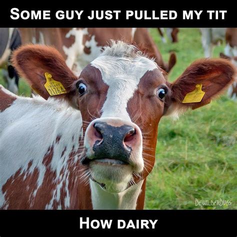 Pin By Melodie Szakats On Smilelaughroll Your Eyes Cows Funny