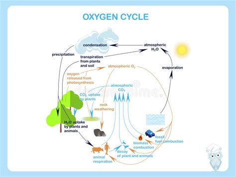 Esquema Del Ciclo Del Oxígeno Ilustración Del Vector Ilustración De