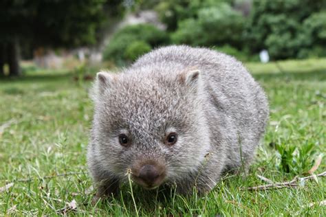 Animals Of The World Wombat