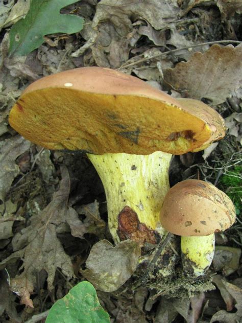 Mushroom Observer Observation 174391 Boletus Subluridellus Ah Sm