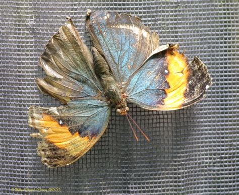 Papillonbutterfly Papillon Feuille Kallima Paralektalesparrou