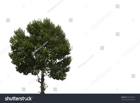 Tree Stock Photo 525233515 Shutterstock