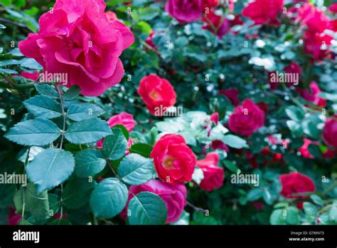 Garden Flower Rose Roses Blooming Hi Res Stock Photography And Images