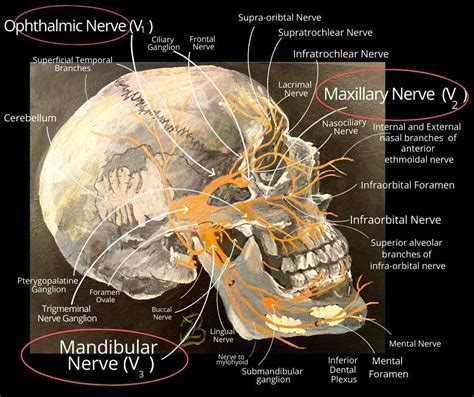 The Trigeminal Nerve Facial Pain And Trigeminal Neuralgia