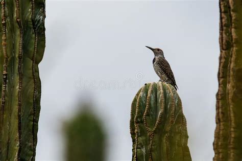 Der gilaspecht (melanerpes uropygialis, , mex. Langste cactus stock foto. Afbeelding bestaande uit cactus ...