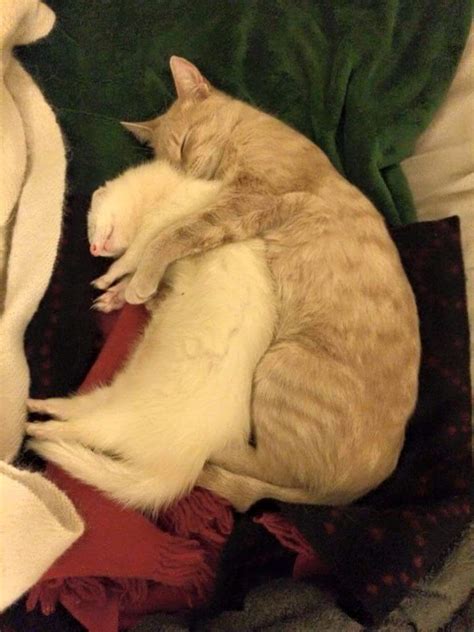 Just A Cat Spooning A Ferret Cute Overloaded