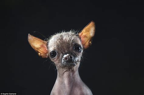 Photographer Sophie Gamand Captures Portraits Of Bald Dog Breeds