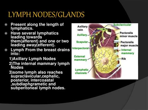 Lymphatic Drainage Of Breast And Its Applied