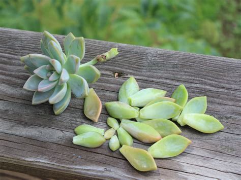 How To Grow Succulents From Clippings World Of Succulents