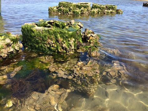 Creating Living Shorelines Oyster Reefs On Chincoteague National By