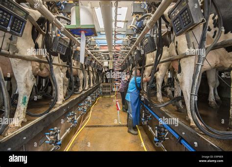 Dairy Farming Holstein Cows Being Milked In Herringbone Milking Stock