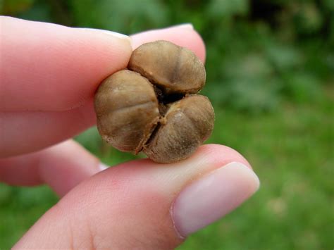 Mamona — 1) carne de res hembra de. Semente de Mamona | Foto: anurb | Bruna Marcos | Flickr