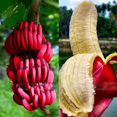 Check spelling or type a new query. Egrow 40pcs/pack red banana seeds garden potted fruit tree ...