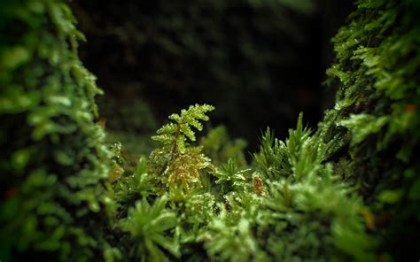 Wallpaper Forest Leaves Depth Of Field Dark Nature Grass Plants