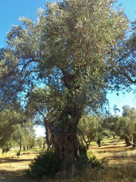 Оливковое дерево | ГРЕЦИЯ - ΕΛΛΆΔΑ
