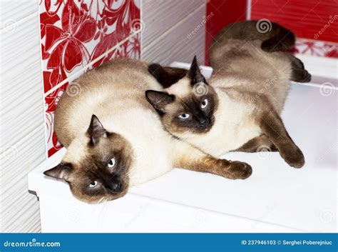 Siamese Thai Couple in Love, a Cat and a Cat in an Embrace Lie in a Red