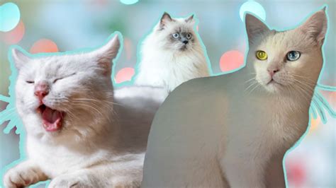 5 Razones Por Las Que Los Gatos Blancos Son Especiales Un Dato Son