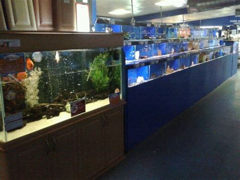 Cross Hands Maidenhead Aquatics Fish Store Review Tropical Fish Site