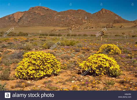 South African Shrub High Resolution Stock Photography And Images Alamy