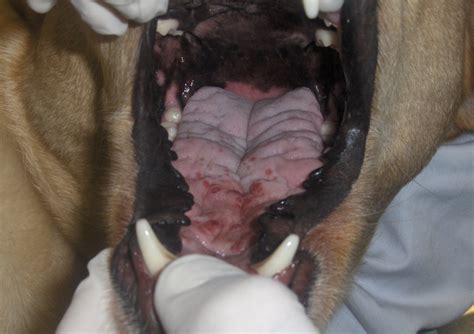 Tongue Nodules In Canine Leishmaniosis — A Case Report Parasites