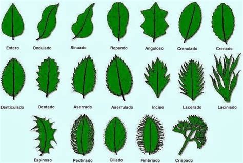 Cómo son los bordes de las hojas Clasificacion de las hojas Hojas