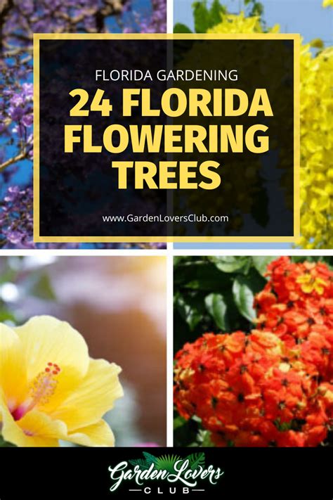 24 Florida Flowering Trees Photos Garden Lovers Club Florida