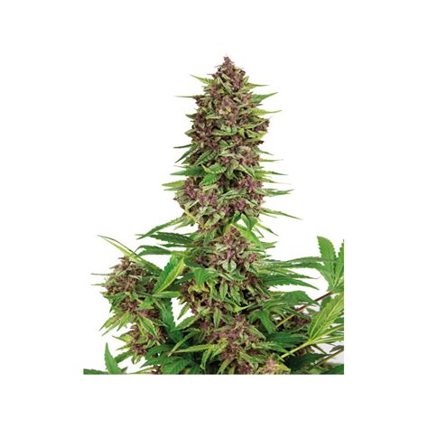 Purple Kush Feminizovaná Ganjaseedscz Semena Konopí