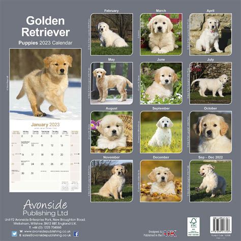 Golden Retriever Puppies Calendar Dog Breed Pet Prints Inc