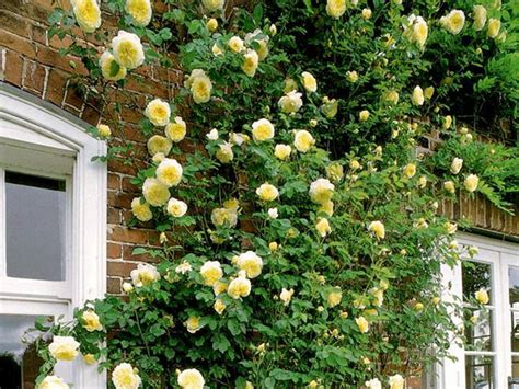 Róża Pnąca Rosa arvensis Golden Shower Pnące