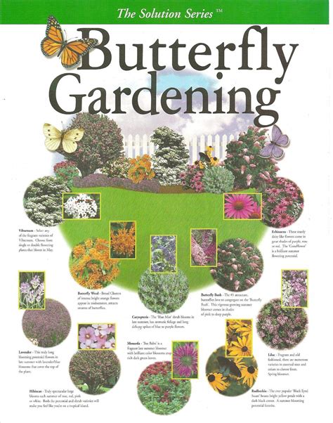 Butterfly Gardening Plan Create Your Own Garden With This Key Map