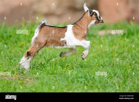 A Jumping Goat Hi Res Stock Photography And Images Alamy