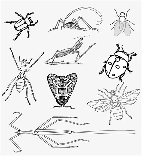 Absolutely every insect is drawn very carefully, created from a variety of intricately intertwined lines, geometric shapes and patterns. Insects Bugs Beetle - Realistic Bugs Coloring Page Transparent PNG - 1216x1280 - Free Download ...
