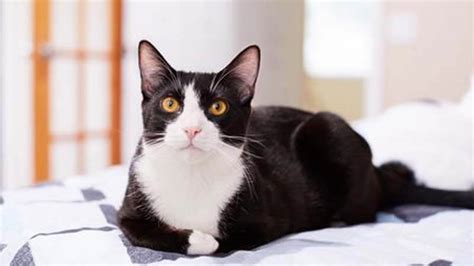 Lihat ide lainnya tentang hitam, putih, seni. √ Kucing Kampung: Harga, Jenis, Makanan, dan Cara Merawat