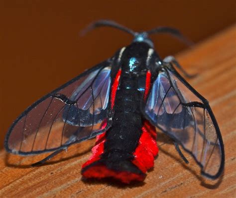 Scarlet Tipped Wasp Moth Project Noah
