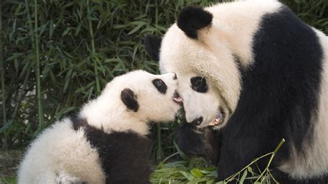 Panda Pandas Baer Bears Baby Cute 21 Wallpapers Hd Desktop And