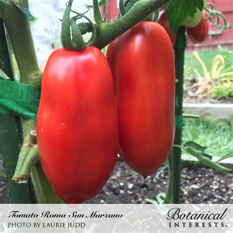 Tomato plants should be grown in a warm areas and receive plenty of sunlight, so choose a sunny spot in your garden. San Marzano Roma Pole Tomato Seeds , Organic: Botanical ...