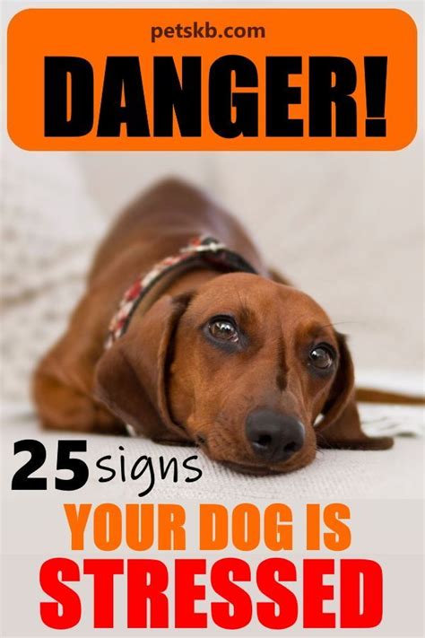 25 Signs That Your Dog Might Be Stressed Artofit