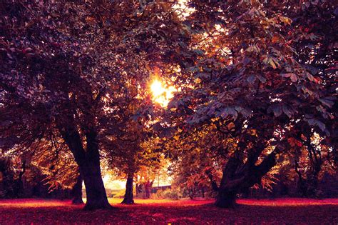 Sunset Autumn Forest Wallpapers Wallpaper Cave