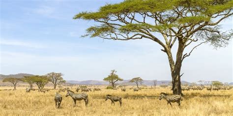 Serengeti National Park What Can You Experience On Safari