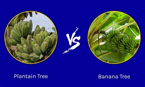 Plantain Tree Vs Banana Tree 5 Key Differences