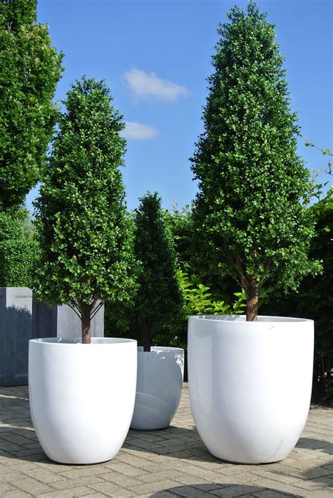 High Artificial Boxwood Tree For Outdoors Leopoldflora Leopoldflora