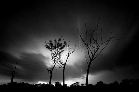 Three Trees Rafi Fotografi