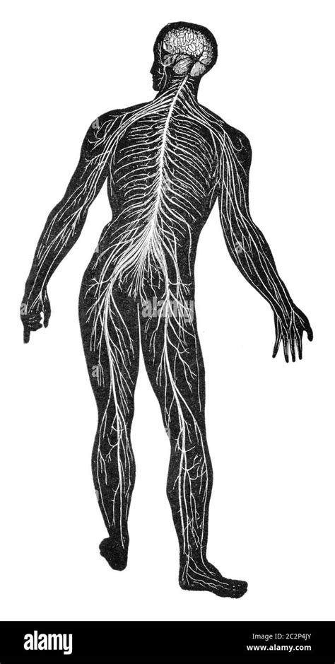 Nervous System Drawing Black And White Stock Photos And Images Alamy