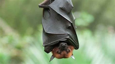 ابحاث عن الخفاش