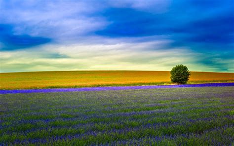 Meadow Hd Wallpaper Background Image 2560x1600