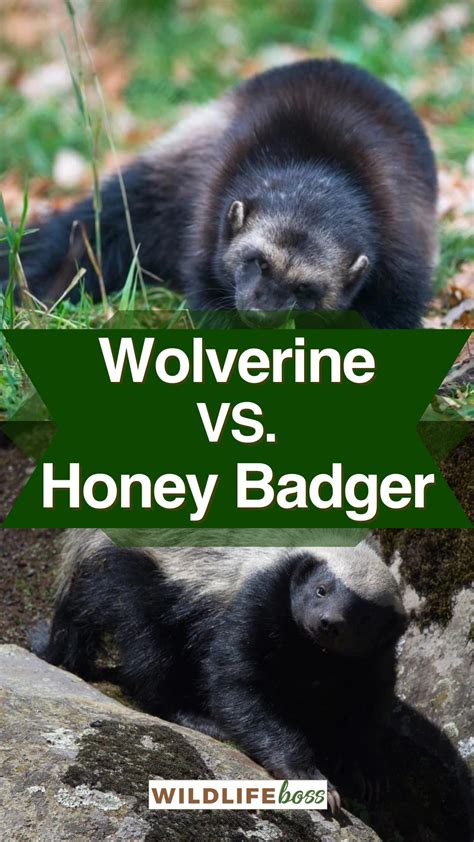 Wolverine Vs Honey Badger 11 Differences Size Fight Etc